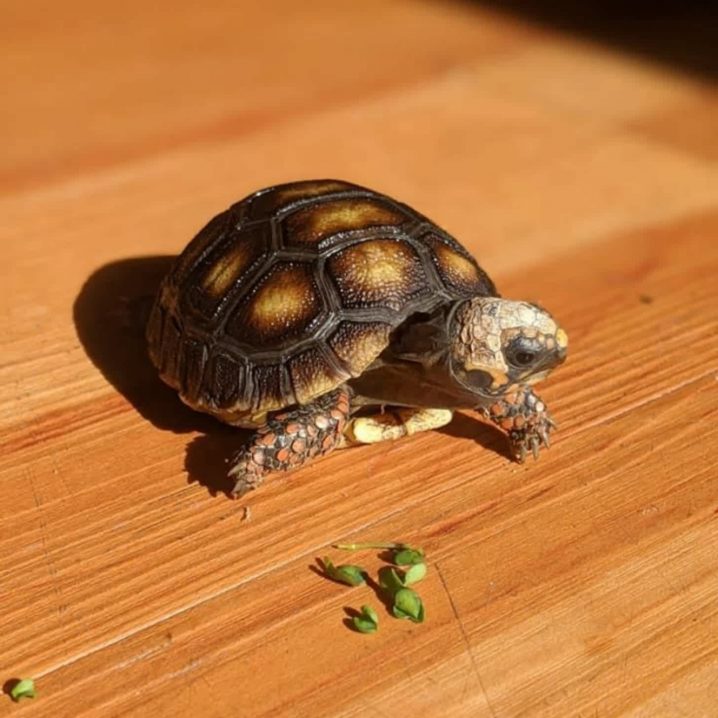 How to Know If Your Tortoise Is Sick, According to 2 Veterinarians ...