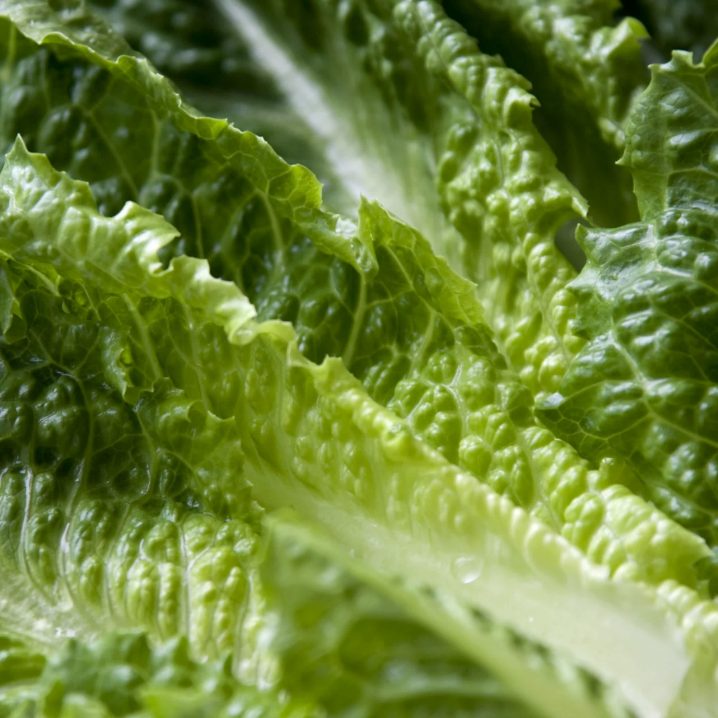 Recalled Romaine Lettuce Linked to E. Coli Cases in 6 States What You
