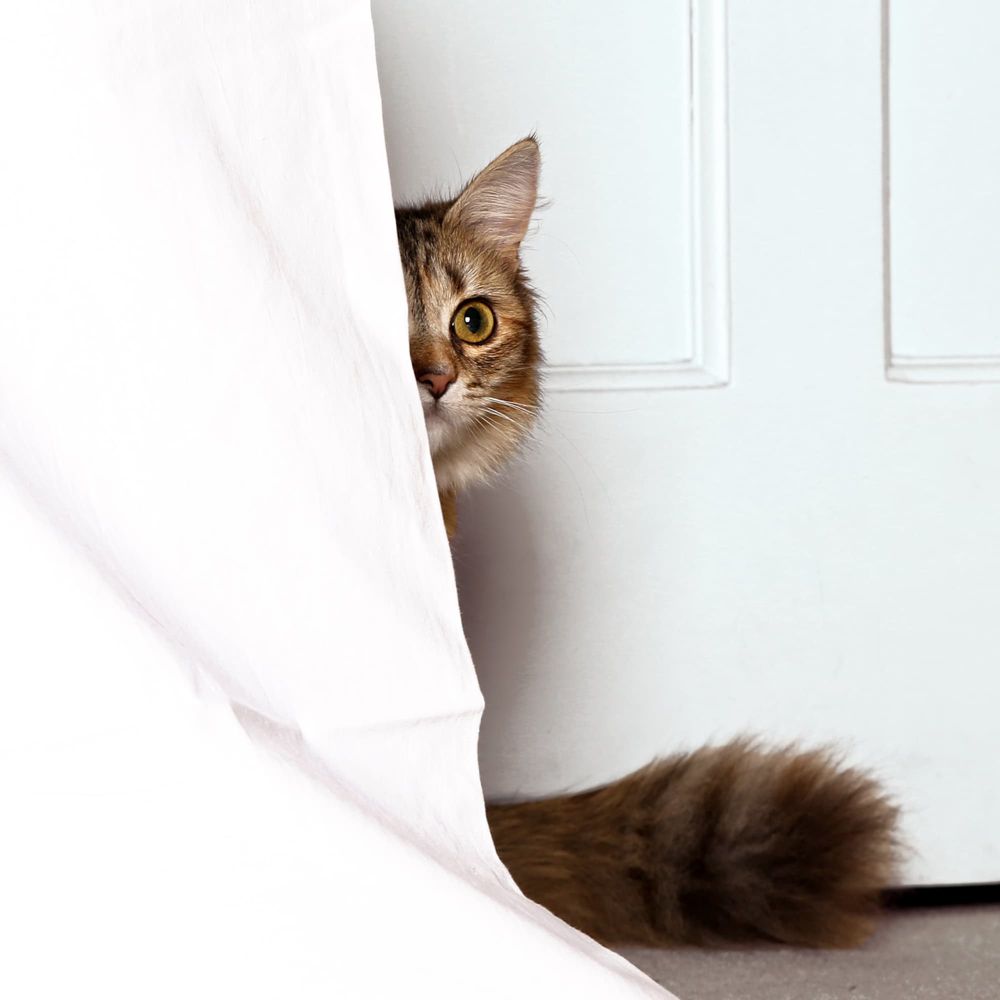 does-your-cat-hide-when-they-re-sick-3-vets-explain-why-popsugar